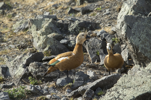 Rostgans (Tadorna ferruginea)