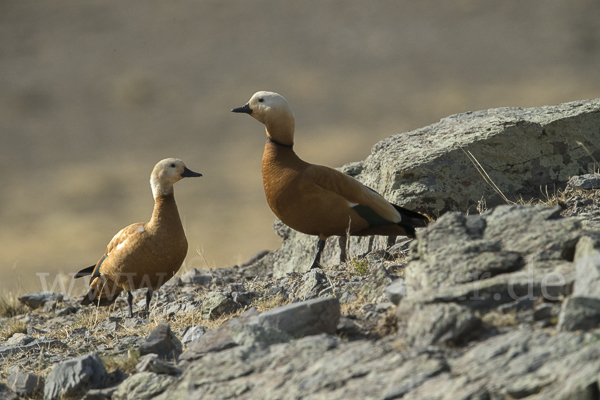 Rostgans (Tadorna ferruginea)