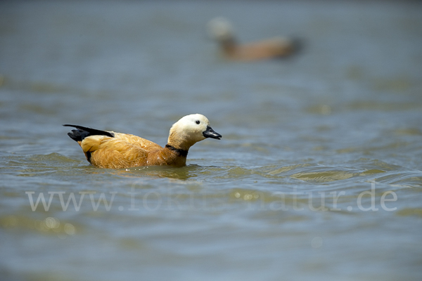 Rostgans (Tadorna ferruginea)