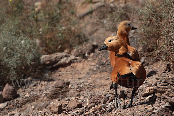 Rostgans (Tadorna ferruginea)