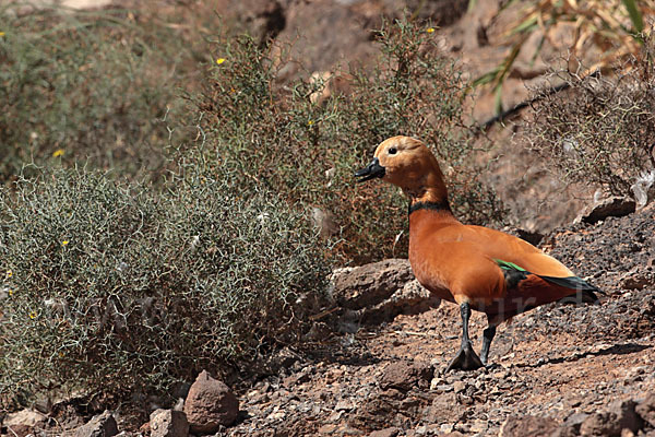 Rostgans (Tadorna ferruginea)