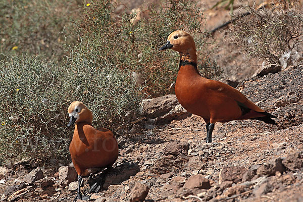 Rostgans (Tadorna ferruginea)