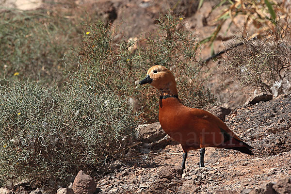 Rostgans (Tadorna ferruginea)