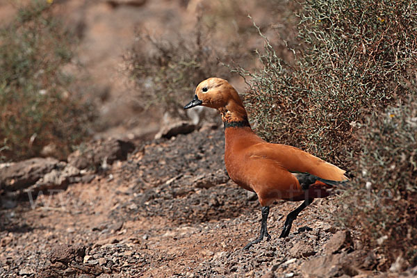 Rostgans (Tadorna ferruginea)