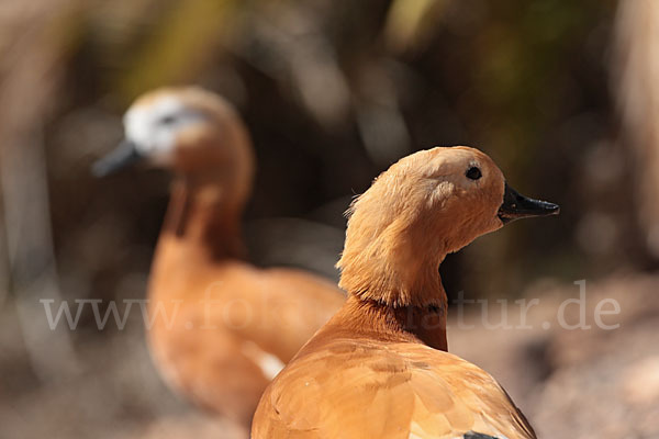 Rostgans (Tadorna ferruginea)