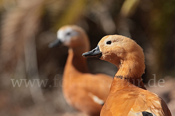 Rostgans (Tadorna ferruginea)