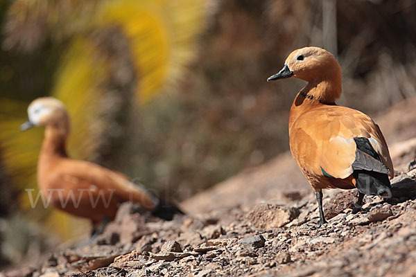 Rostgans (Tadorna ferruginea)