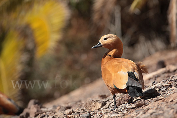 Rostgans (Tadorna ferruginea)