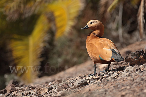 Rostgans (Tadorna ferruginea)