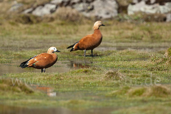 Rostgans (Tadorna ferruginea)