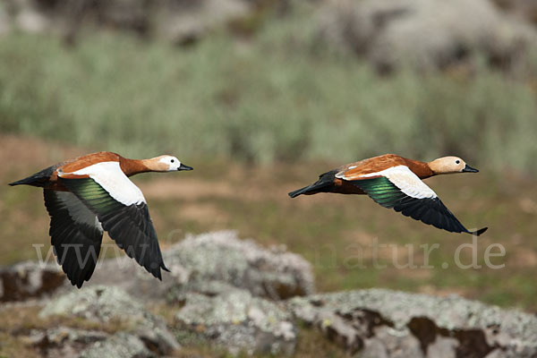 Rostgans (Tadorna ferruginea)