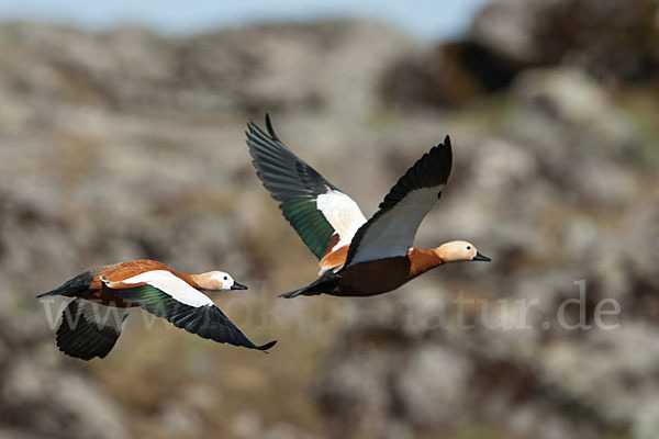 Rostgans (Tadorna ferruginea)