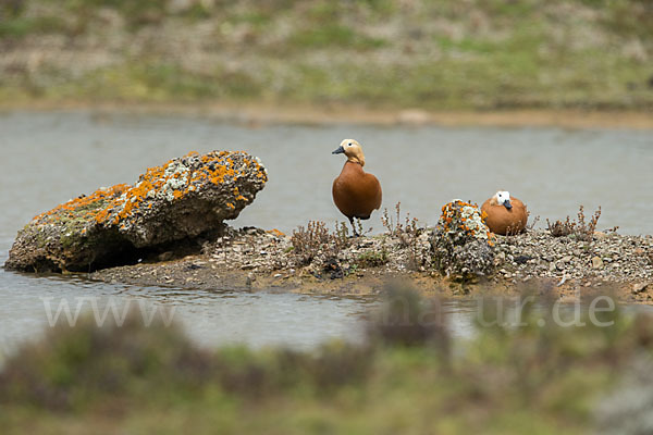 Rostgans (Tadorna ferruginea)