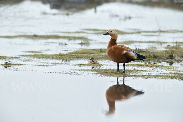 Rostgans (Tadorna ferruginea)