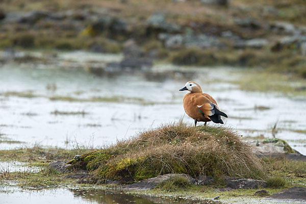 Rostgans (Tadorna ferruginea)