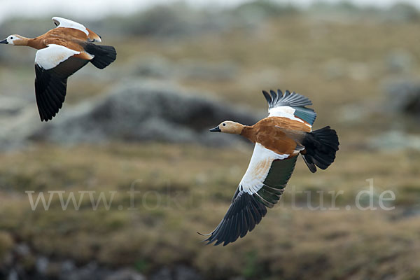 Rostgans (Tadorna ferruginea)