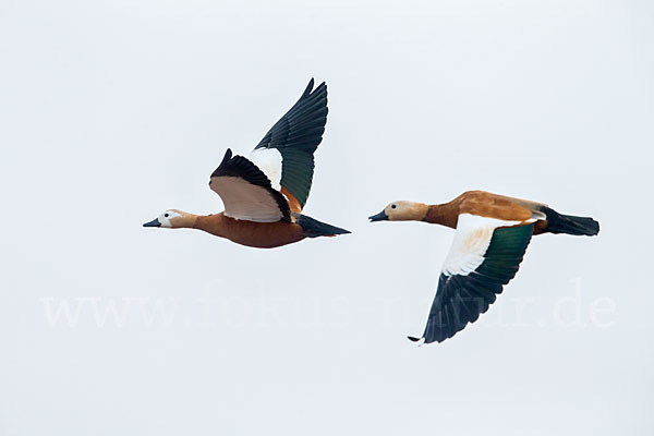 Rostgans (Tadorna ferruginea)