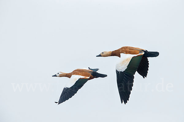 Rostgans (Tadorna ferruginea)