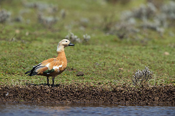 Rostgans (Tadorna ferruginea)