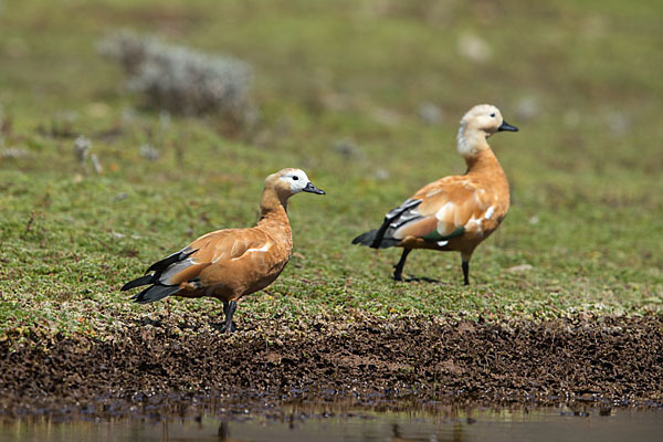 Rostgans (Tadorna ferruginea)