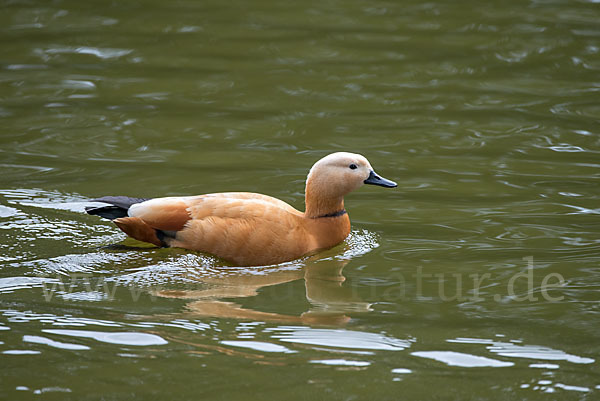 Rostgans (Tadorna ferruginea)