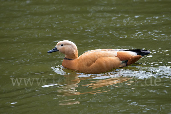 Rostgans (Tadorna ferruginea)