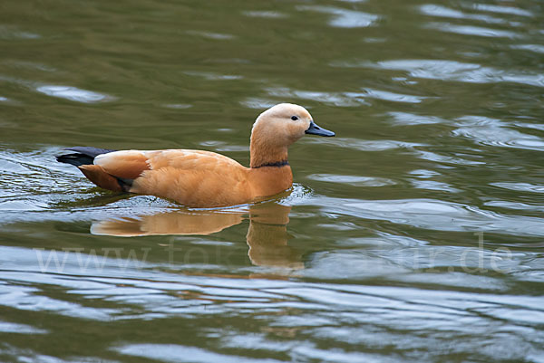 Rostgans (Tadorna ferruginea)