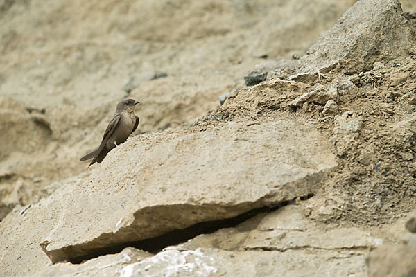 Rostkehlschwalbe (Ptyonoprogne fuligula fusciventris)