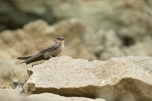 Rostkehlschwalbe (Ptyonoprogne fuligula fusciventris)