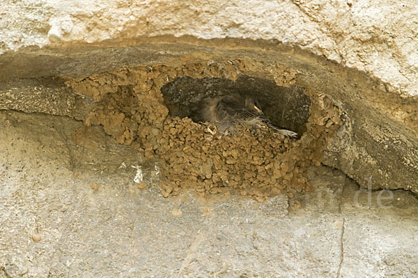 Rostkehlschwalbe (Ptyonoprogne fuligula fusciventris)