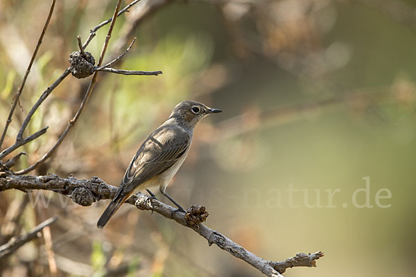 Rostschwanz (Oenanthe familiaris)