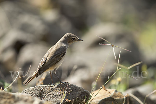 Rostschwanz (Oenanthe familiaris)