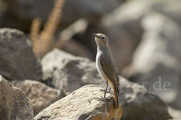 Rostschwanz (Oenanthe familiaris)