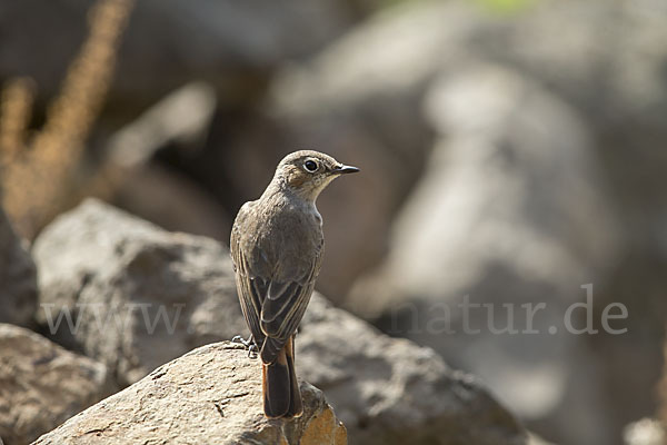 Rostschwanz (Oenanthe familiaris)