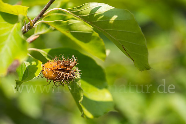 Rot-Buche (Fagus sylvatica)