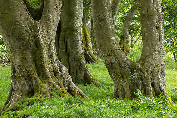 Rot-Buche (Fagus sylvatica)