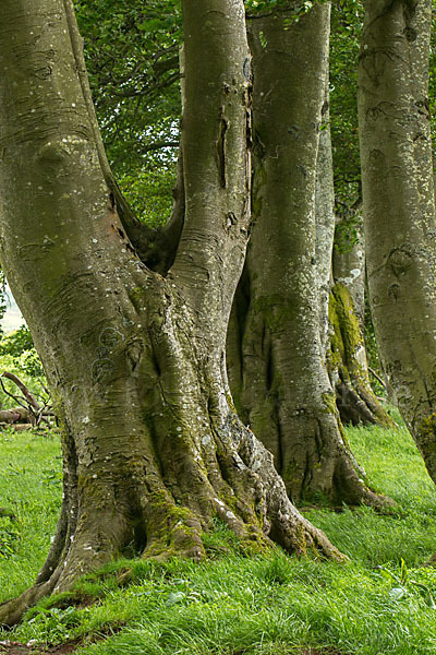 Rot-Buche (Fagus sylvatica)