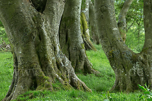 Rot-Buche (Fagus sylvatica)