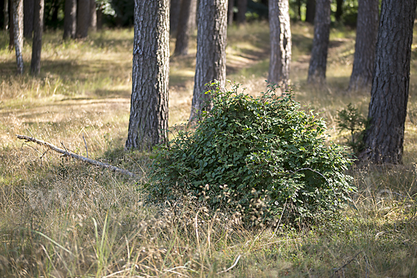 Rot-Buche (Fagus sylvatica)