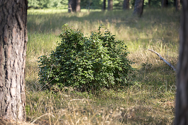 Rot-Buche (Fagus sylvatica)