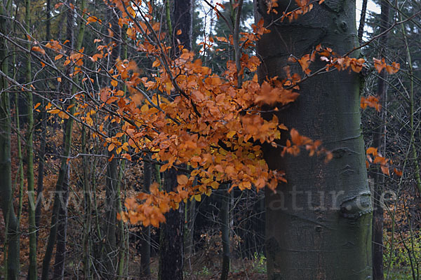 Rot-Buche (Fagus sylvatica)