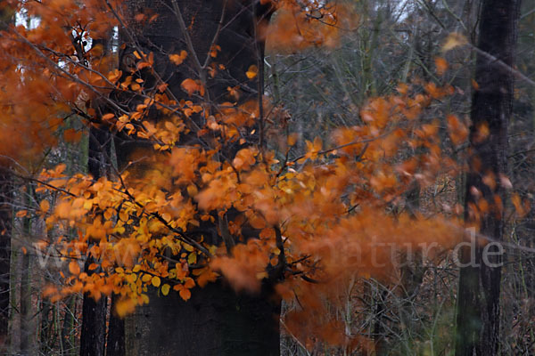 Rot-Buche (Fagus sylvatica)