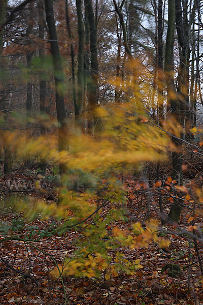 Rot-Buche (Fagus sylvatica)