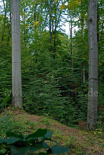 Rot-Buche (Fagus sylvatica)