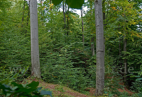 Rot-Buche (Fagus sylvatica)