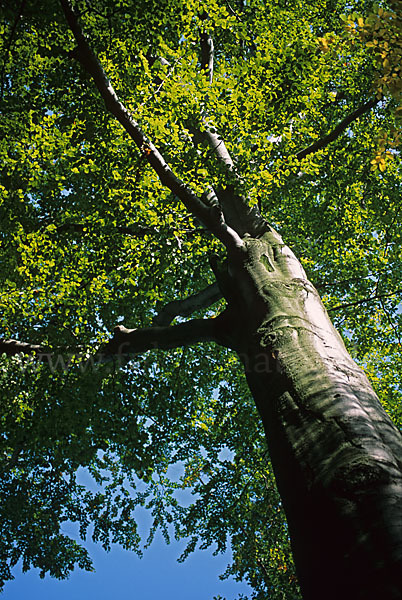 Rot-Buche (Fagus sylvatica)