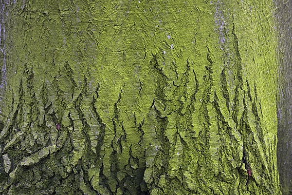 Rot-Buche (Fagus sylvatica)