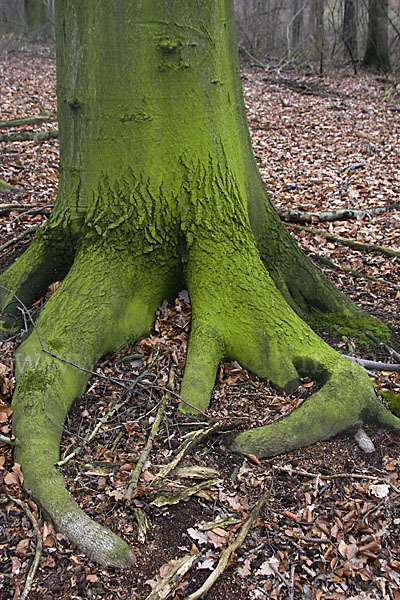 Rot-Buche (Fagus sylvatica)