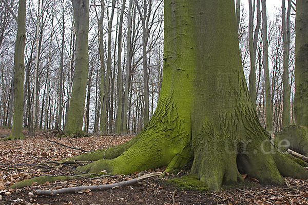 Rot-Buche (Fagus sylvatica)