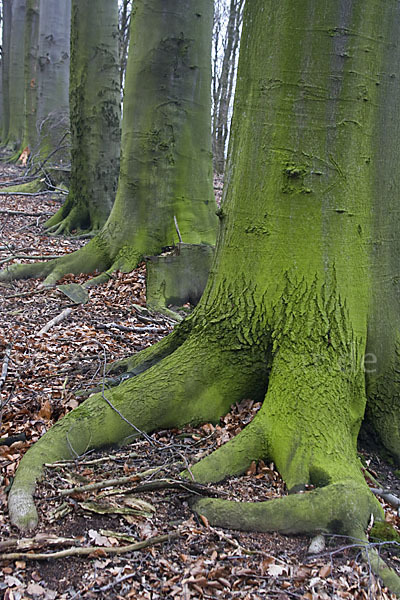 Rot-Buche (Fagus sylvatica)